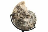 Cretaceous Ammonite (Mammites) Fossil with Metal Stand - Morocco #217428-1